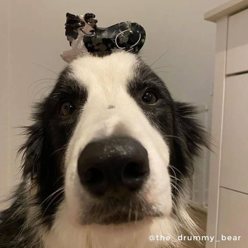 Pince à cheveux Border Collie