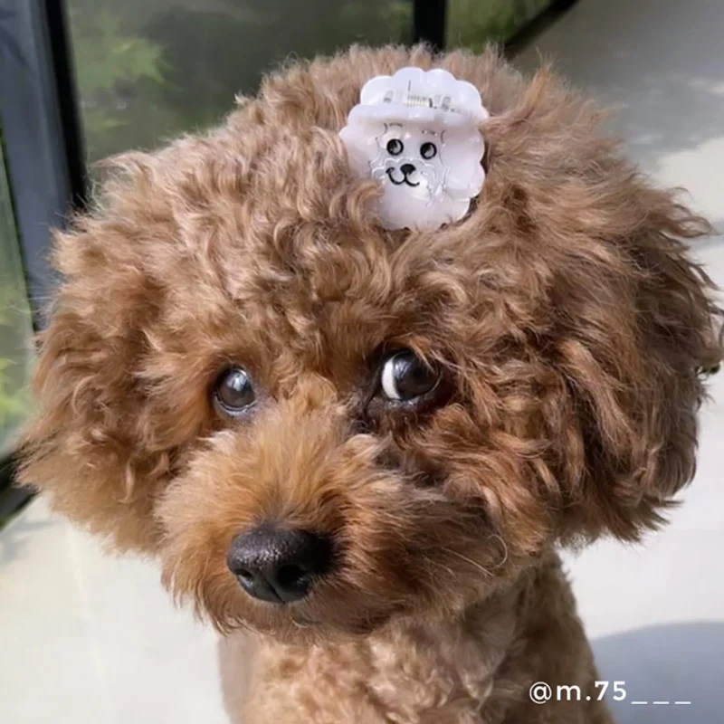 Mini pince à cheveux Bichon