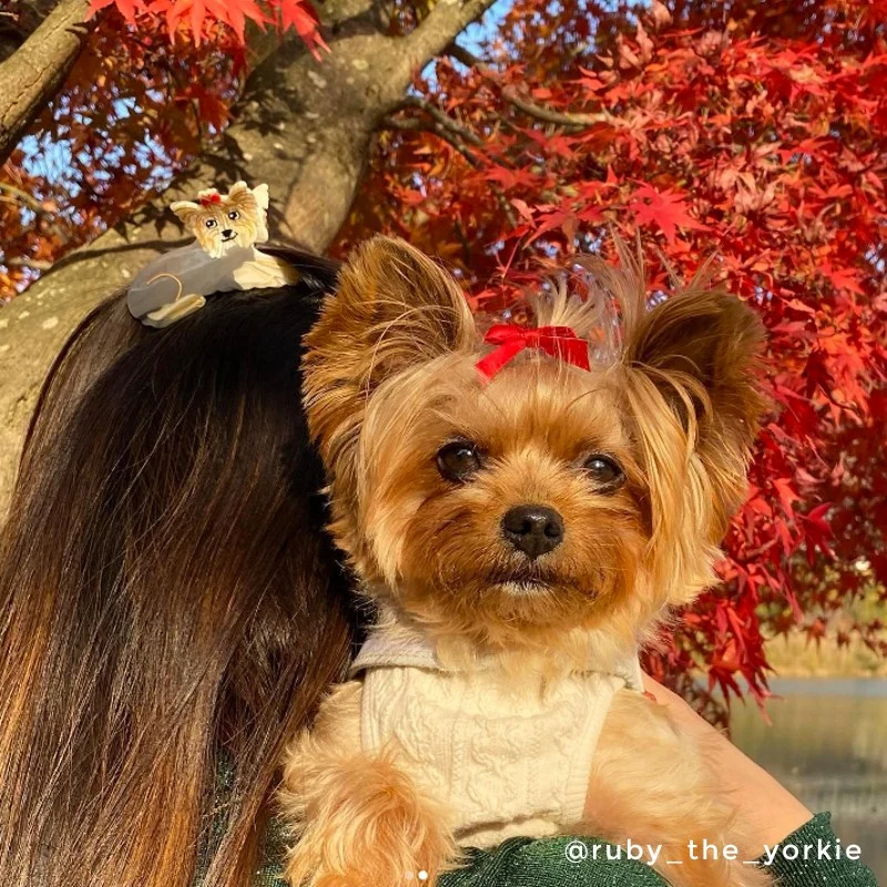 Pince à cheveux Yorkshire