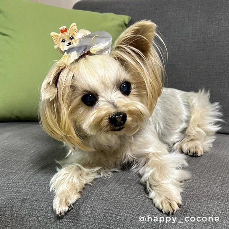 Pince à cheveux Yorkshire